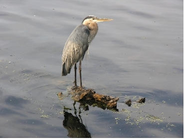 Wildlife (Great Blue Heron) at Newport News Park Blue Heron.svg
